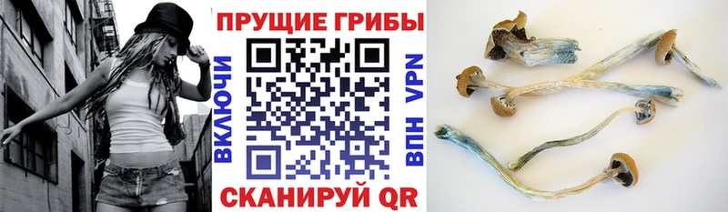 наркота  Уржум  Псилоцибиновые грибы Cubensis 